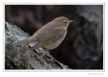Swainson's thrush copy.jpg